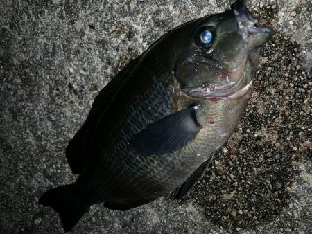 美味しい寒グレ！