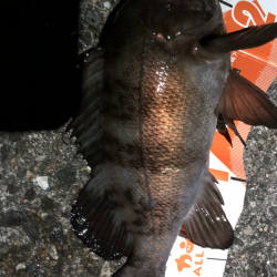 まずまずメバリング