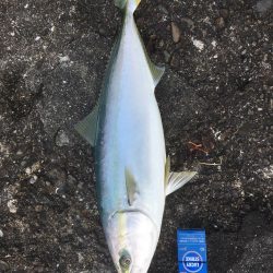 まさかのワラサ2本