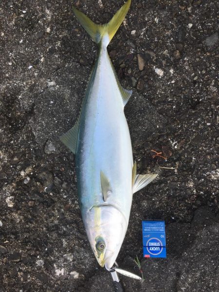 まさかのワラサ2本