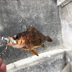 久しぶりのメバリング