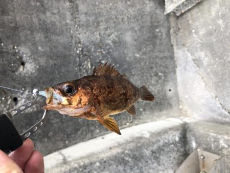 久しぶりのメバリング