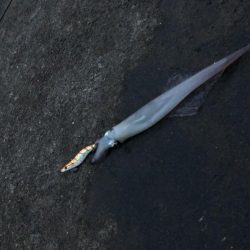 ヤリイカ釣行