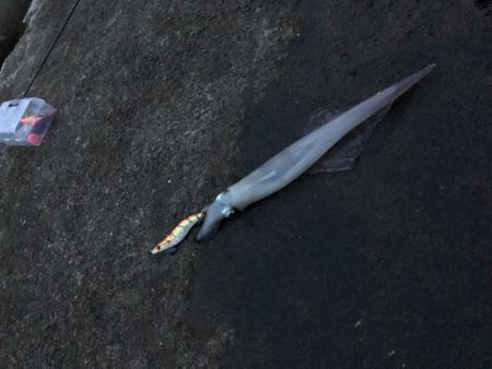 ヤリイカ釣行