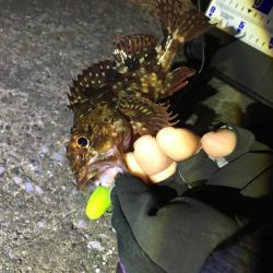 イモグラブでカサゴ