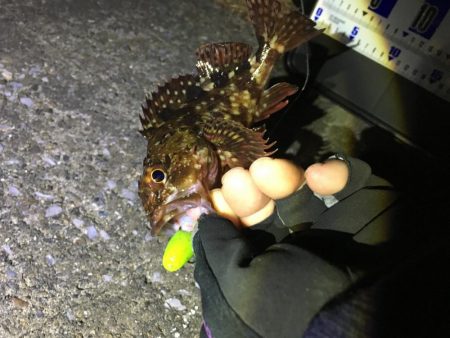 イモグラブでカサゴ