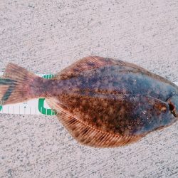 初めてのマコガレイ！