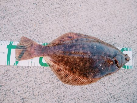 初めてのマコガレイ！