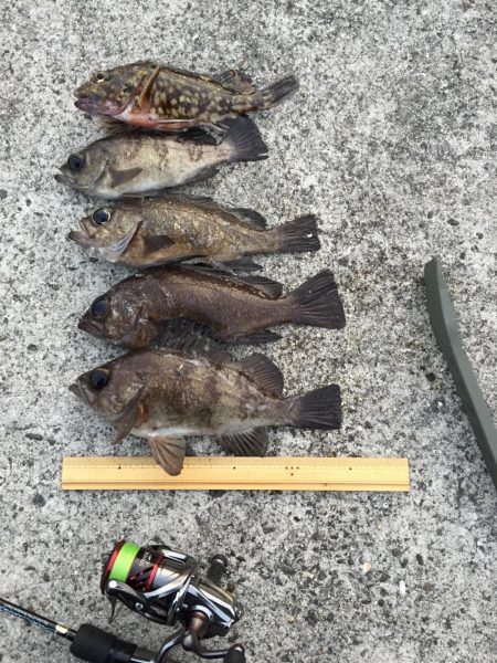 パイセンとメバル プラグ縛り