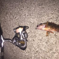 久々のガッシー！