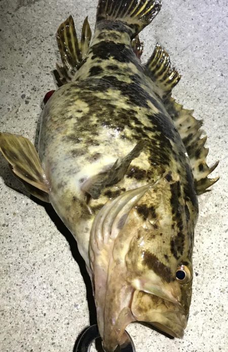 BIGベッコウゾイ！