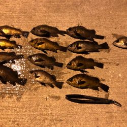 極寒メバリング