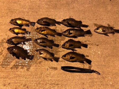 極寒メバリング