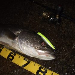 アフターのランカーシーバス