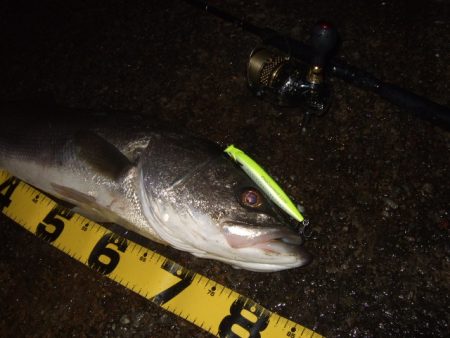 アフターのランカーシーバス