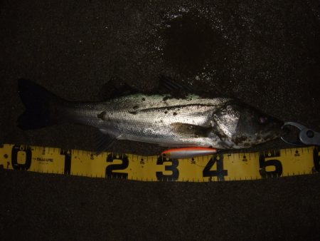 寒さに負けずアフターシーバス