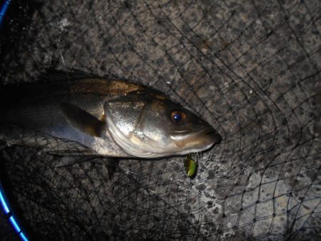 VJ-16よりバイブが◎。