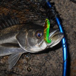 モルビドでボッコボコ♪。