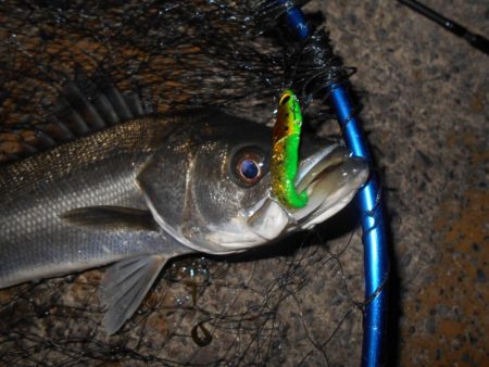 モルビドでボッコボコ♪。