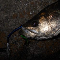 モルビドで一斉検挙するぜぇ～！？