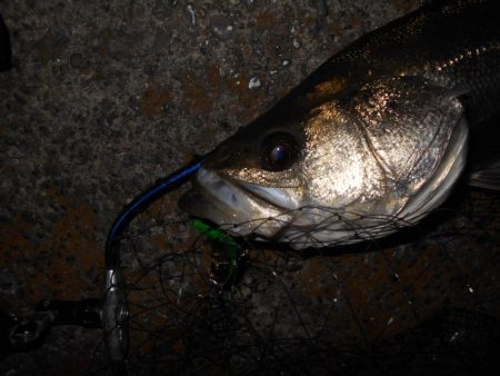 モルビドで一斉検挙するぜぇ～！？