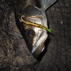 まだまだ釣れ続ける