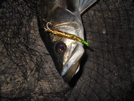 まだまだ釣れ続ける