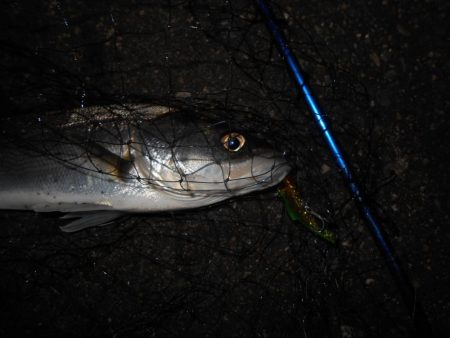 常夜灯+モルビド=釣れる?