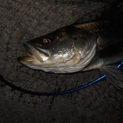 理想のタイミングでランカーゲット♪