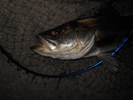 理想のタイミングでランカーゲット♪