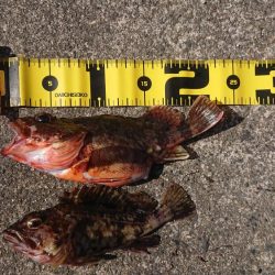 ヤリイカ狙いでしたが……