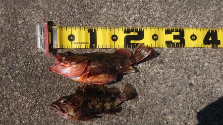 ヤリイカ狙いでしたが……