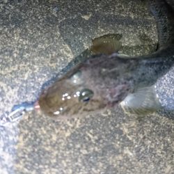 今夜のメバルは厳しい！！