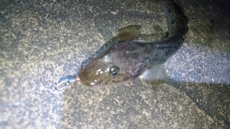 今夜のメバルは厳しい！！