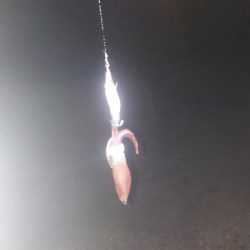 ライトエギング