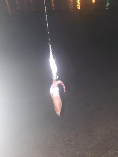 ライトエギング