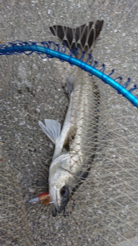 暖かかった夕練