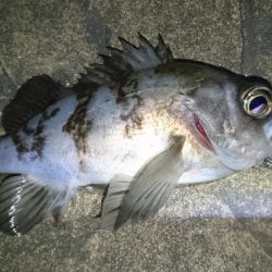 nadarコリーでプラッキング