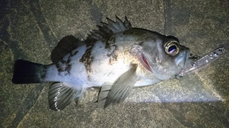 nadarコリーでプラッキング