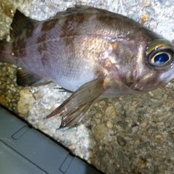 今夜もメバリング