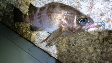 今夜もメバリング