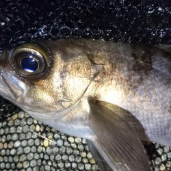 風裏ポイントでメバリング