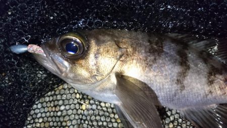 風裏ポイントでメバリング