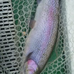 ショートバイト