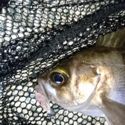 漁港のテトラでメバリング？