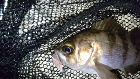 漁港のテトラでメバリング？