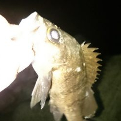 フロートメバル