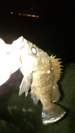 フロートメバル