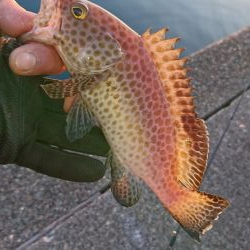 南紀ライトゲーム