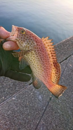 南紀ライトゲーム